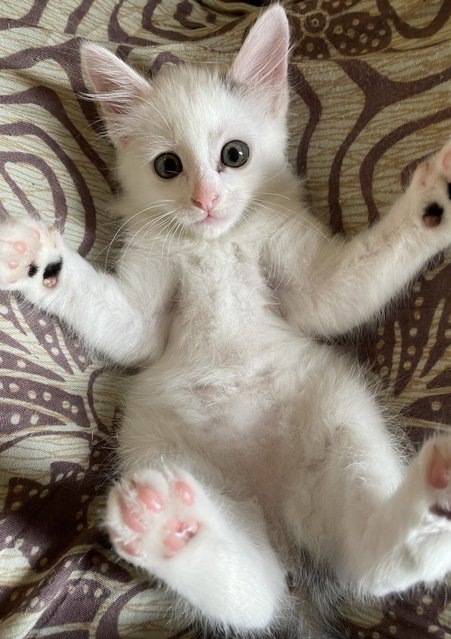 Fluffy - Domestic Medium Hair + Bobtail Cat