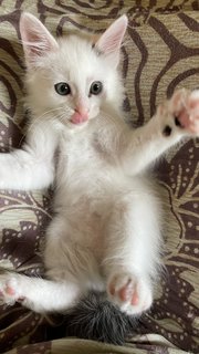 Fluffy - Domestic Medium Hair + Bobtail Cat