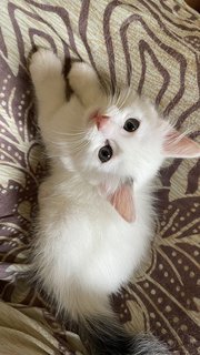 Fluffy - Domestic Medium Hair + Bobtail Cat