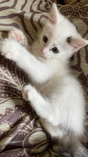 Fluffy - Domestic Medium Hair + Bobtail Cat