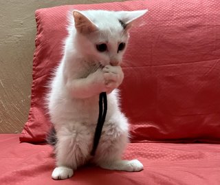 Fluffy - Domestic Medium Hair + Bobtail Cat