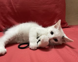 Fluffy - Domestic Medium Hair + Bobtail Cat