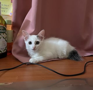 Fluffy - Domestic Medium Hair + Bobtail Cat