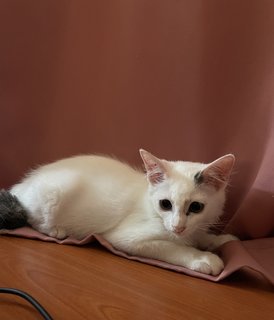 Fluffy - Domestic Medium Hair + Bobtail Cat