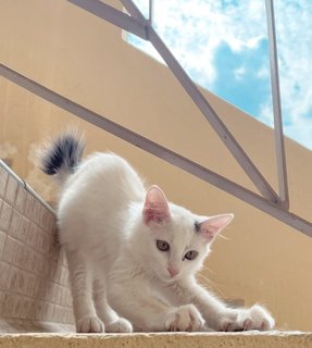 Fluffy - Domestic Medium Hair + Bobtail Cat