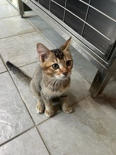 Together: Smiggles &amp; Loki - Domestic Medium Hair Cat