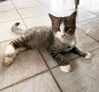 Together: Smiggles &amp; Loki - Domestic Medium Hair Cat