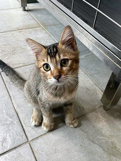 Together: Smiggles &amp; Loki - Domestic Medium Hair Cat