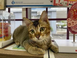 Together: Smiggles &amp; Loki - Domestic Medium Hair Cat