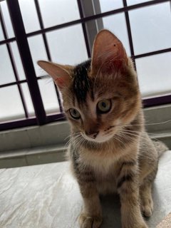 Together: Smiggles &amp; Loki - Domestic Medium Hair Cat