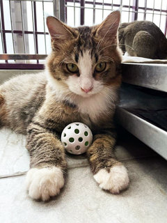 Together: Smiggles &amp; Loki - Domestic Medium Hair Cat