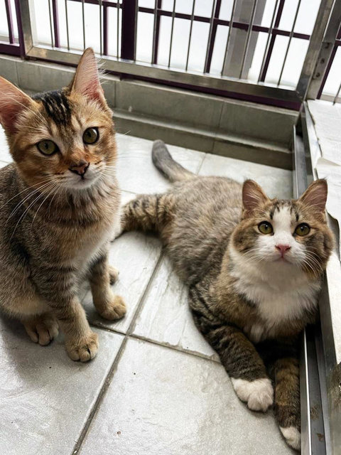 Together: Smiggles &amp; Loki - Domestic Medium Hair Cat