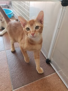 Yellow - Domestic Short Hair Cat