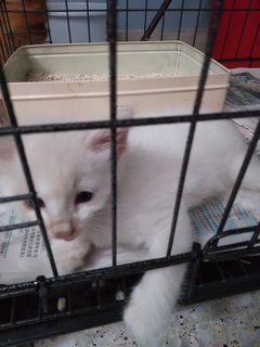 White  - Domestic Medium Hair Cat