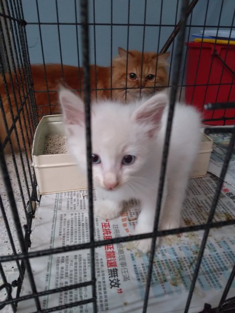 White  - Domestic Medium Hair Cat