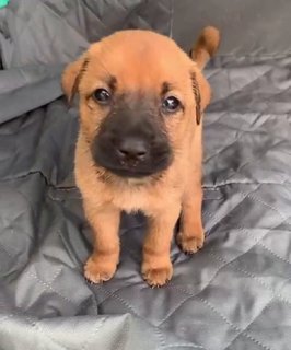 Cutie - Female - Mixed Breed Dog