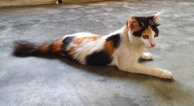 Jasmine ( The Calico Beauty) - Domestic Medium Hair Cat