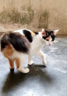 Jasmine ( The Calico Beauty) - Domestic Medium Hair Cat