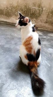 Jasmine ( The Calico Beauty) - Domestic Medium Hair Cat