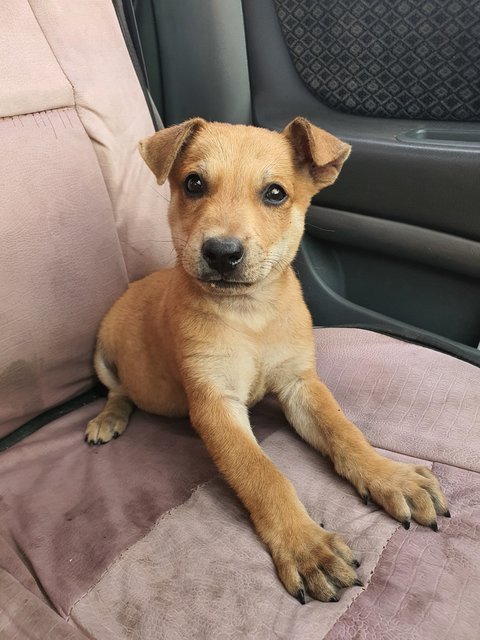 Golden  - Mixed Breed Dog