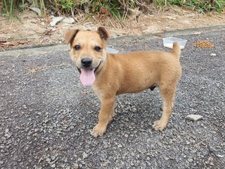 Golden  - Mixed Breed Dog