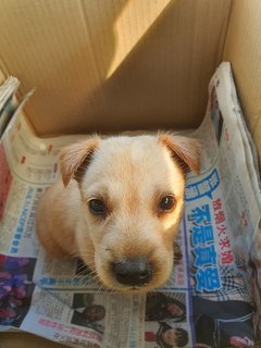 Kuma - Mixed Breed Dog