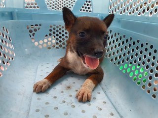 Mini - Mixed Breed Dog