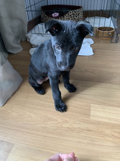 Shadow - Mixed Breed Dog