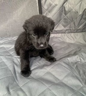 Black - Female - Mixed Breed Dog