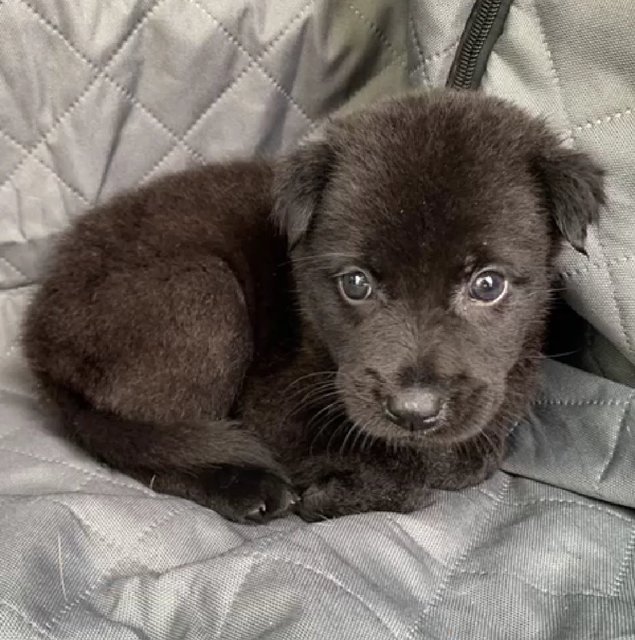 Black - Male - Mixed Breed Dog