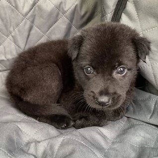 Black - Male - Mixed Breed Dog