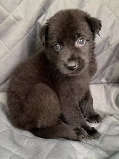 Black - Male - Mixed Breed Dog