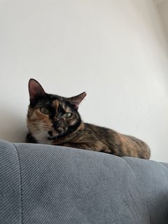 Luna - Domestic Short Hair Cat