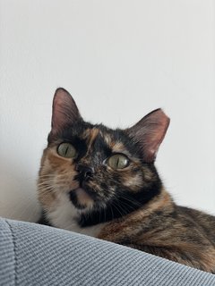 Luna - Domestic Short Hair Cat