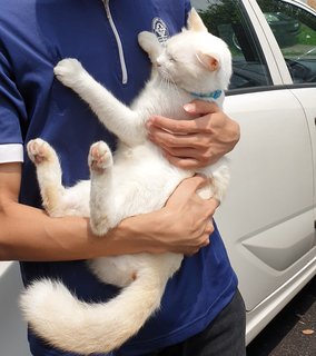 Meow Putih - Domestic Short Hair Cat