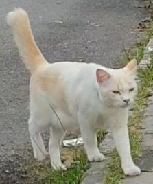 Meow Putih - Domestic Short Hair Cat