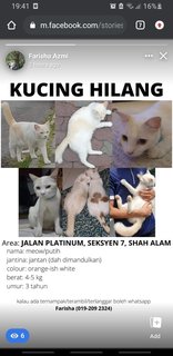 Meow Putih - Domestic Short Hair Cat