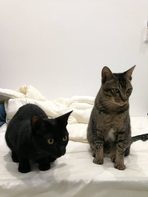 Asphalt &amp; Negro - Domestic Short Hair Cat