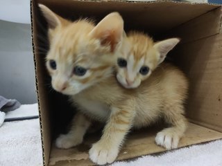 Abandoned Kittens - Domestic Short Hair Cat