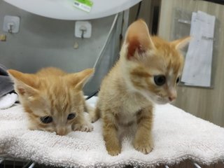 Abandoned Kittens - Domestic Short Hair Cat