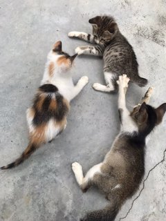 4cuties - Domestic Short Hair Cat