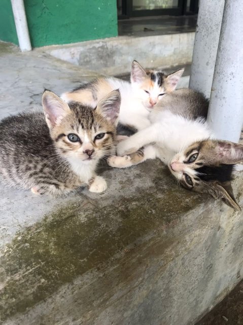 4cuties - Domestic Short Hair Cat