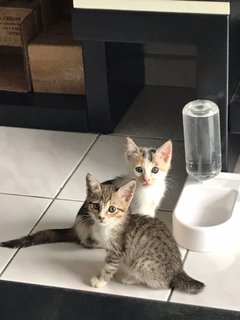 4cuties - Domestic Short Hair Cat