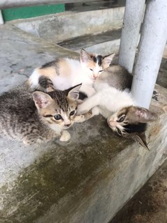 4cuties - Domestic Short Hair Cat