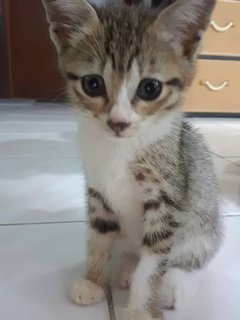 4cuties - Domestic Short Hair Cat