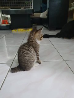 4cuties - Domestic Short Hair Cat