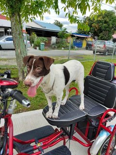 Oreo &amp; Kofi - Irish Setter Mix Dog