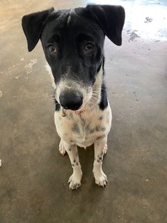 Oreo &amp; Kofi - Irish Setter Mix Dog