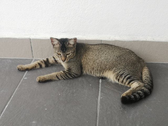 Grey - Domestic Medium Hair Cat