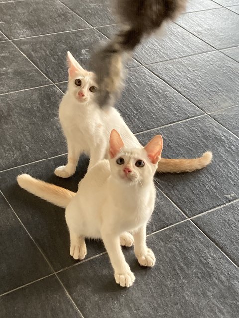 Mochi &amp; Muffin - Domestic Short Hair Cat